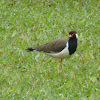 Red-wattled Lapwing