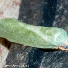 Egyptian Bollworm or Cotton Spotted Bollworm