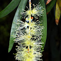 Silver Paperbark