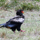 Bateleur