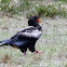 Bateleur