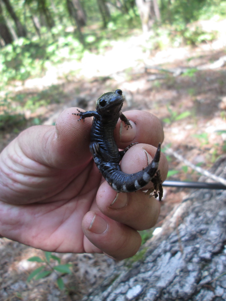 Marbled Salamander