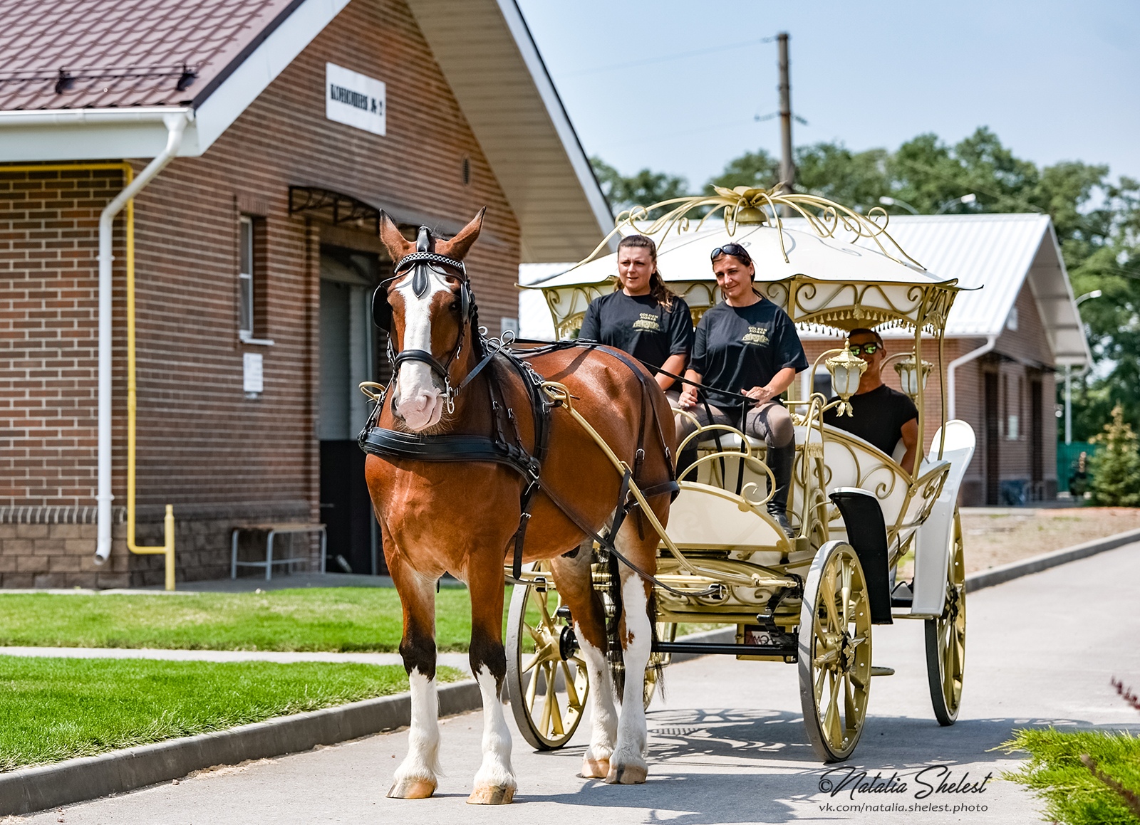 Спа голден хорс. Конюшня Голден Хорс. Голден Хорс Таганрог. Golden Horse конюшня Таганрог. Конный клуб Таганрог Голден Хорс.