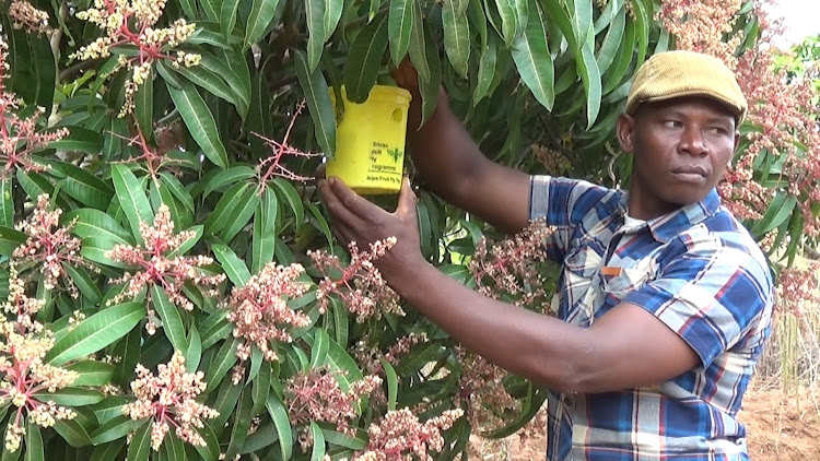 Stephen Musyoka, Migwani farmer showcasing a trap farmers use to trap pests that attack mangoes