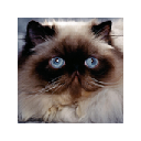 Lovely Cats Tab Chrome extension download