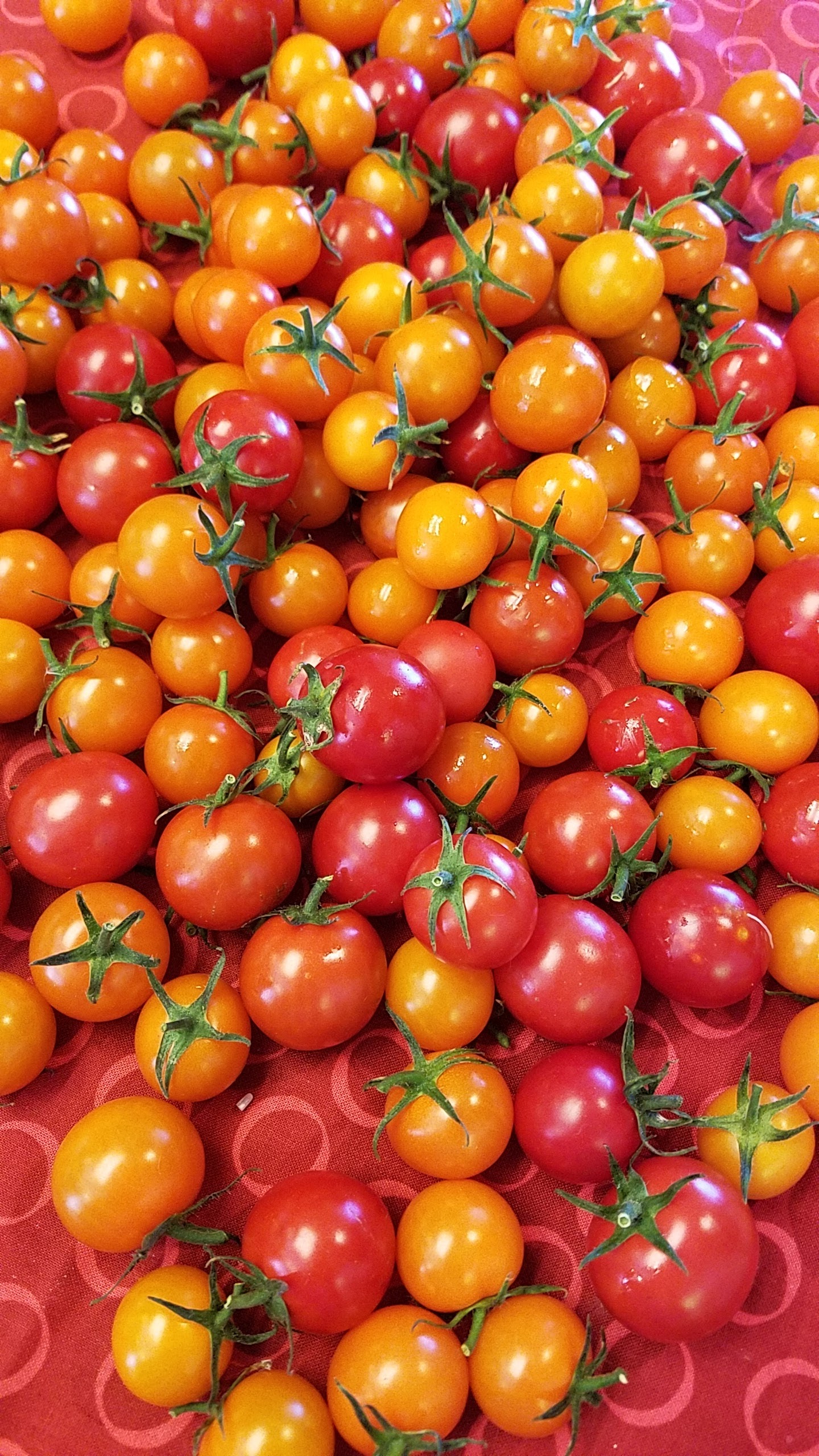 Tomato Pie Recipe with Fresh Cheeses and Uncooked Cherry Tomatoes