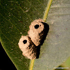 Mud Daubers