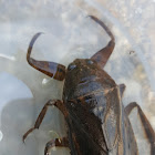 Giant Water Bug