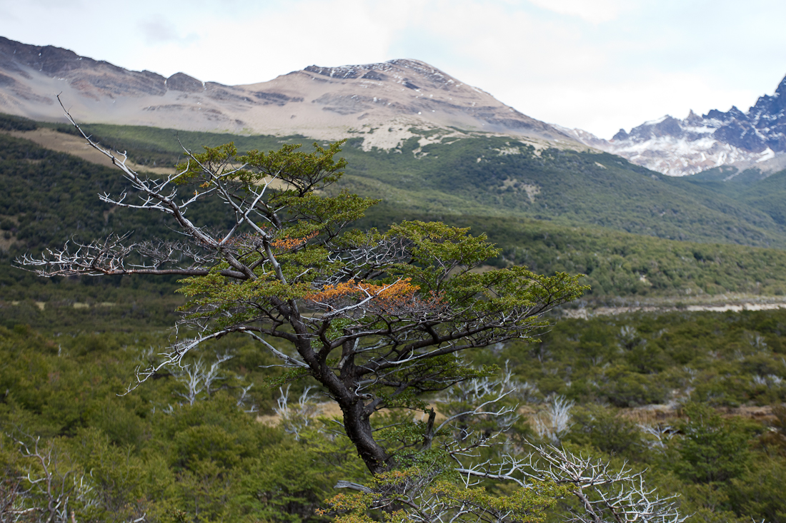 Патагония: Carretera Austral - Фицрой - Торрес-дель-Пайне. Треккинг, фото.