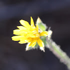 Bristly Oxtongue