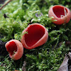 Scarlet elfcup