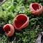 Scarlet elfcup