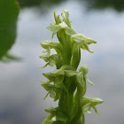 Green Bog Orchid