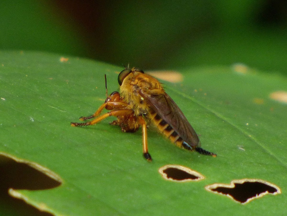 Robber fly