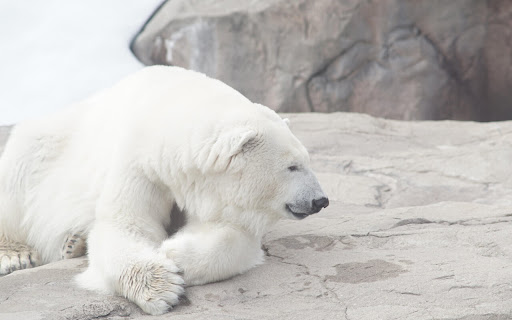 Polar Bear Resting on Rocky Shore in a screenshot 2