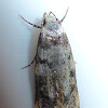 White-shouldered House-Moth