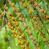 Ficus Fruit