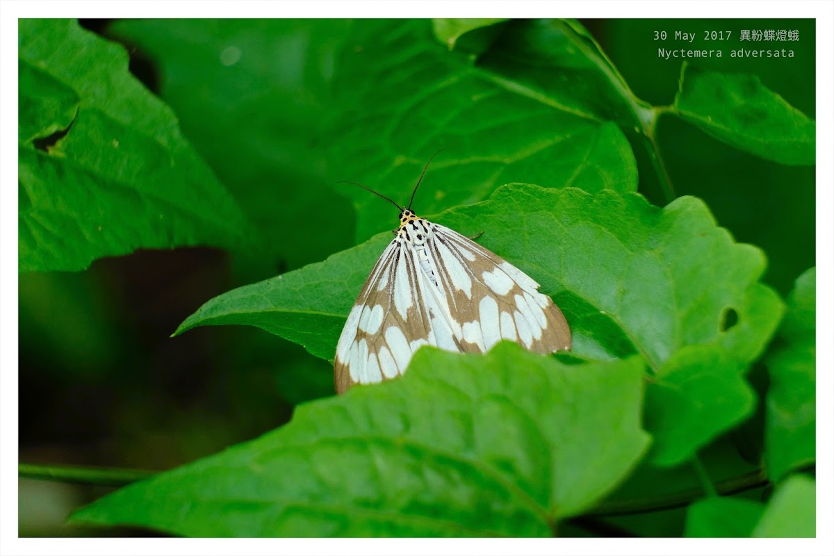 Nyctemera adversata 異粉蝶燈蛾