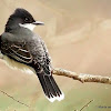 Eastern kingbird