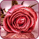 Cover Image of Скачать Rose Wallpaper 1.07 APK