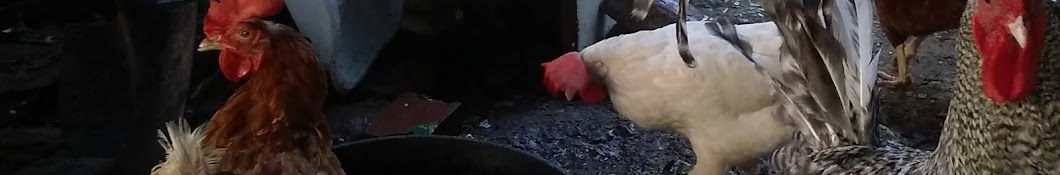 BackYardChickens Banner