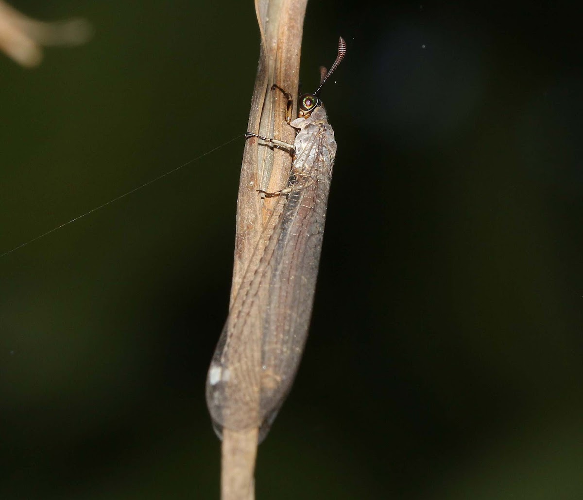 Antlion