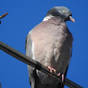 Wood Pigeon