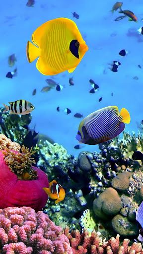 海洋魚ライブ壁紙 By Live Wallpaper Hq Google Play Japan