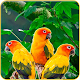 Download Nice Parrot Wallpapers hd For PC Windows and Mac 1.0