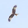 Red Kite