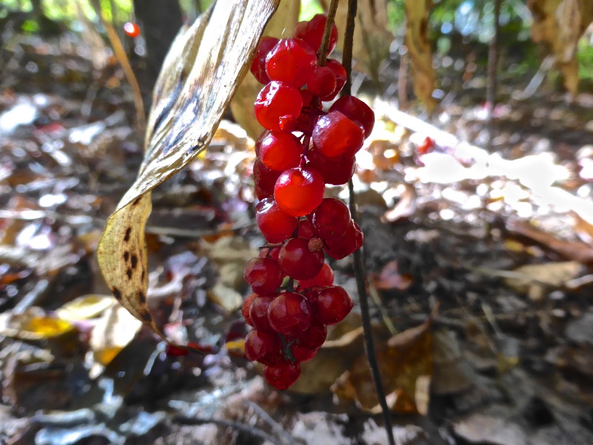 False Solomon's Seal