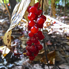 False Solomon's Seal