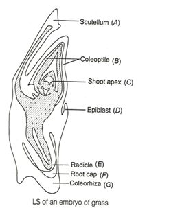 Solution Image