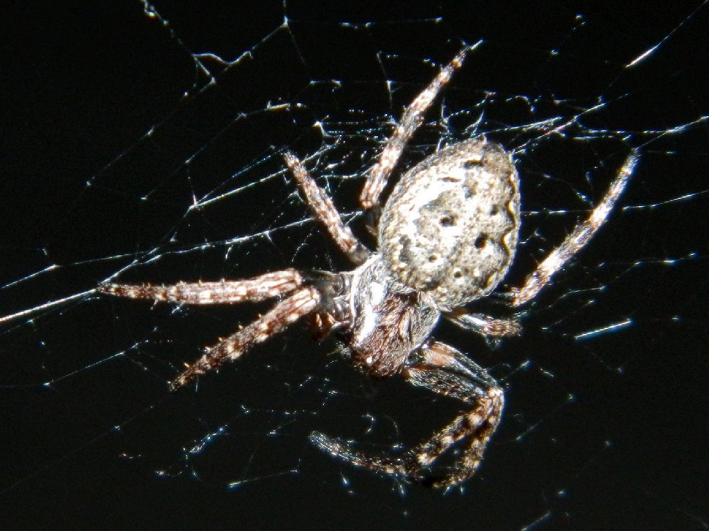 Walnut orb-weaver