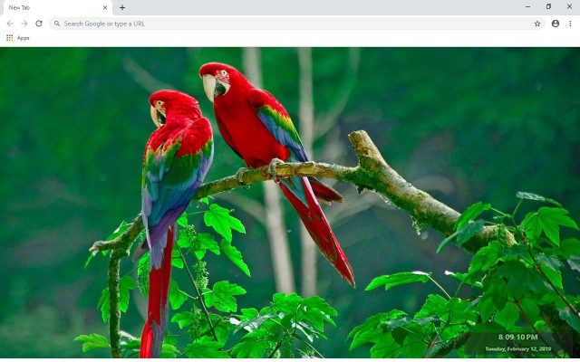 Parrot New Tab & Wallpapers Collection