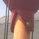 A bird nest in an abandoned oil refinement.