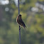 Eastern bluebird