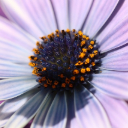WHITE FLOWERS THEME