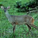 VEADO-CATINGUEIRO