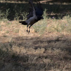 Hooded crow