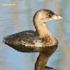 Pied-billed Grebe