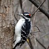 Hairy Woodpecker