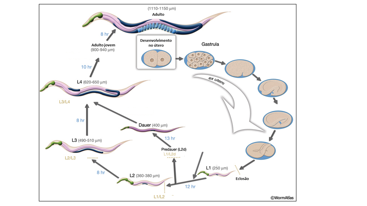 Esquema do ciclo de vida do C. elegans