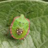 Southern Green Stink Bug