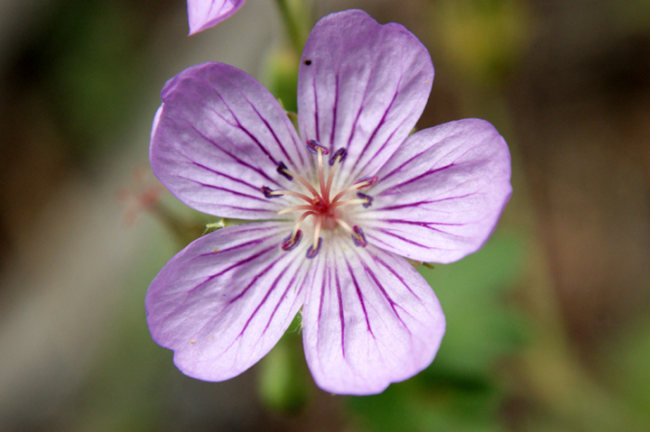 American Brooklime Flower