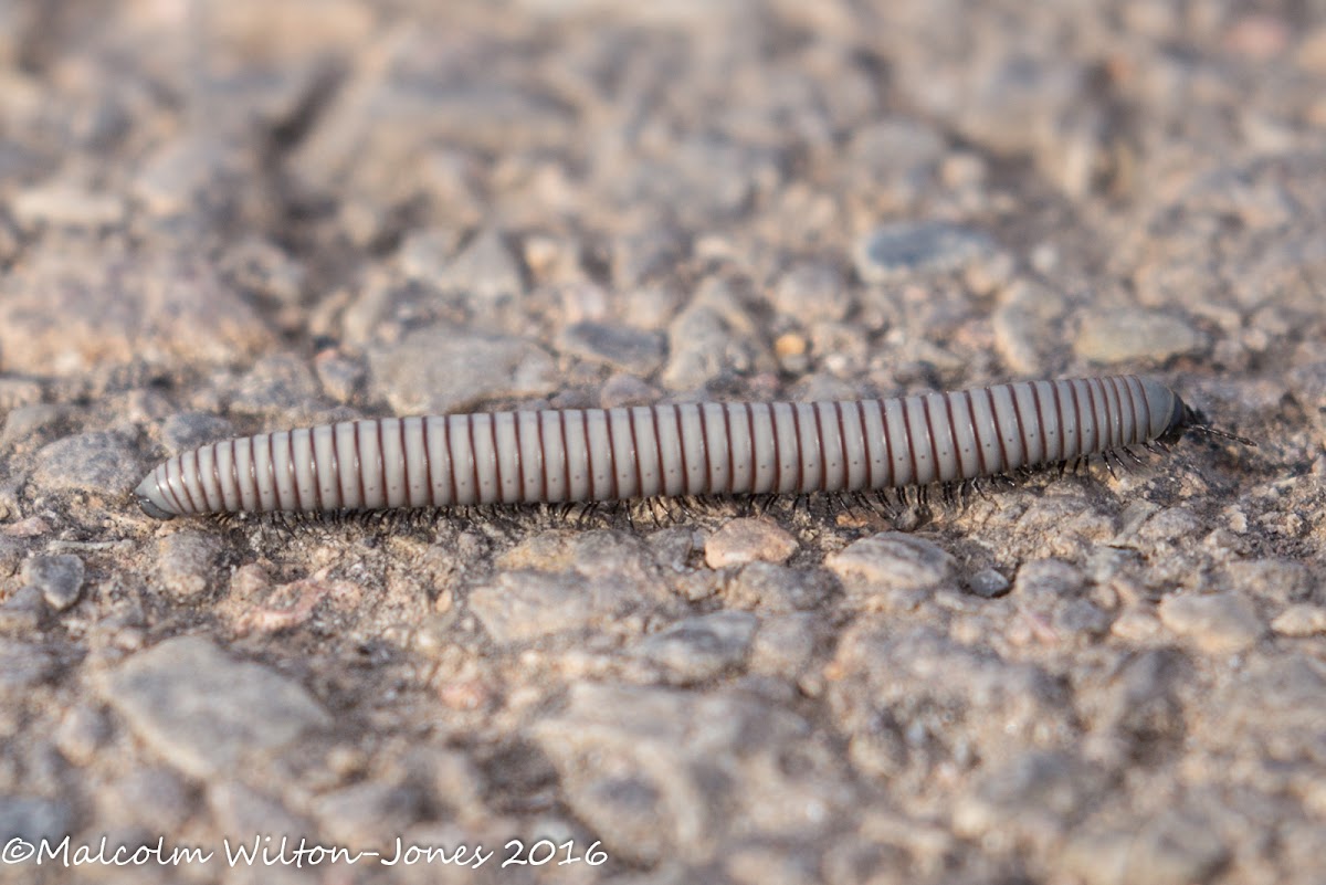 Pill Millipede