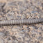 Pill Millipede