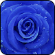 Download Rose Petal Wallpaper For PC Windows and Mac 1.02