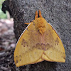 io moth