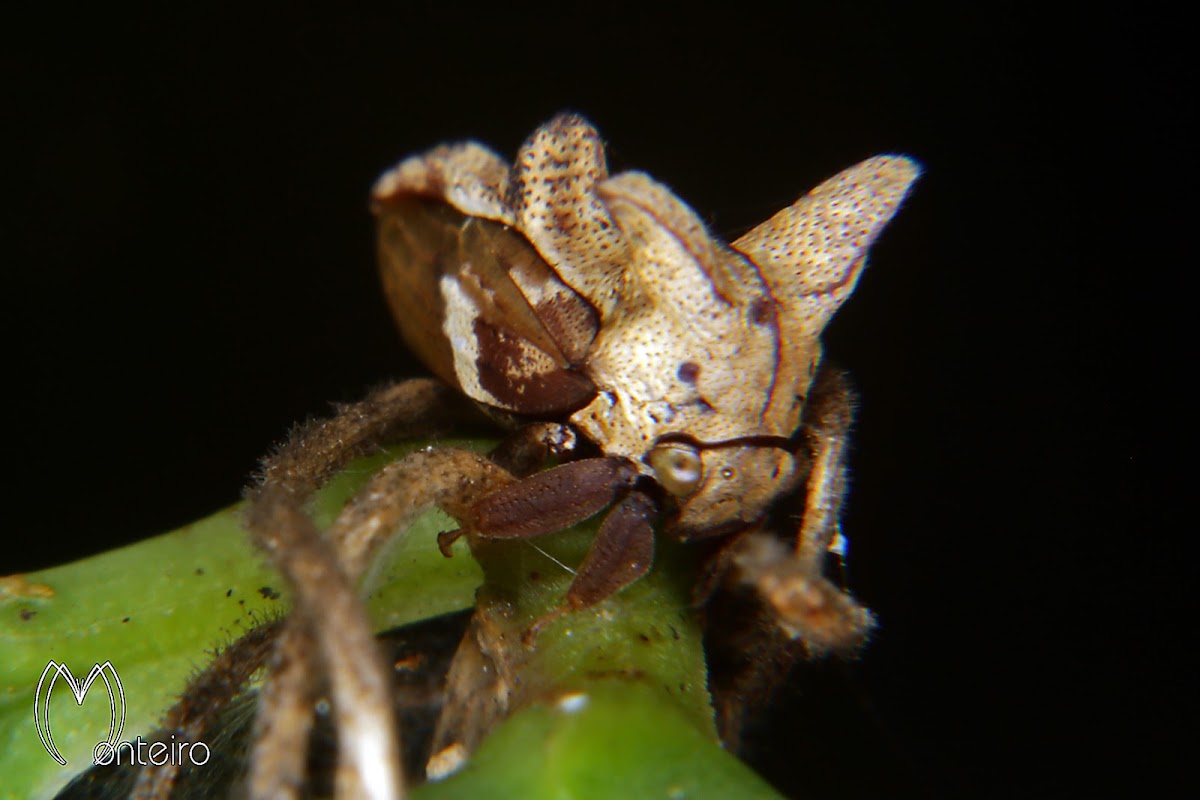 Horned treehopper